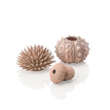 Sea Urchins Set