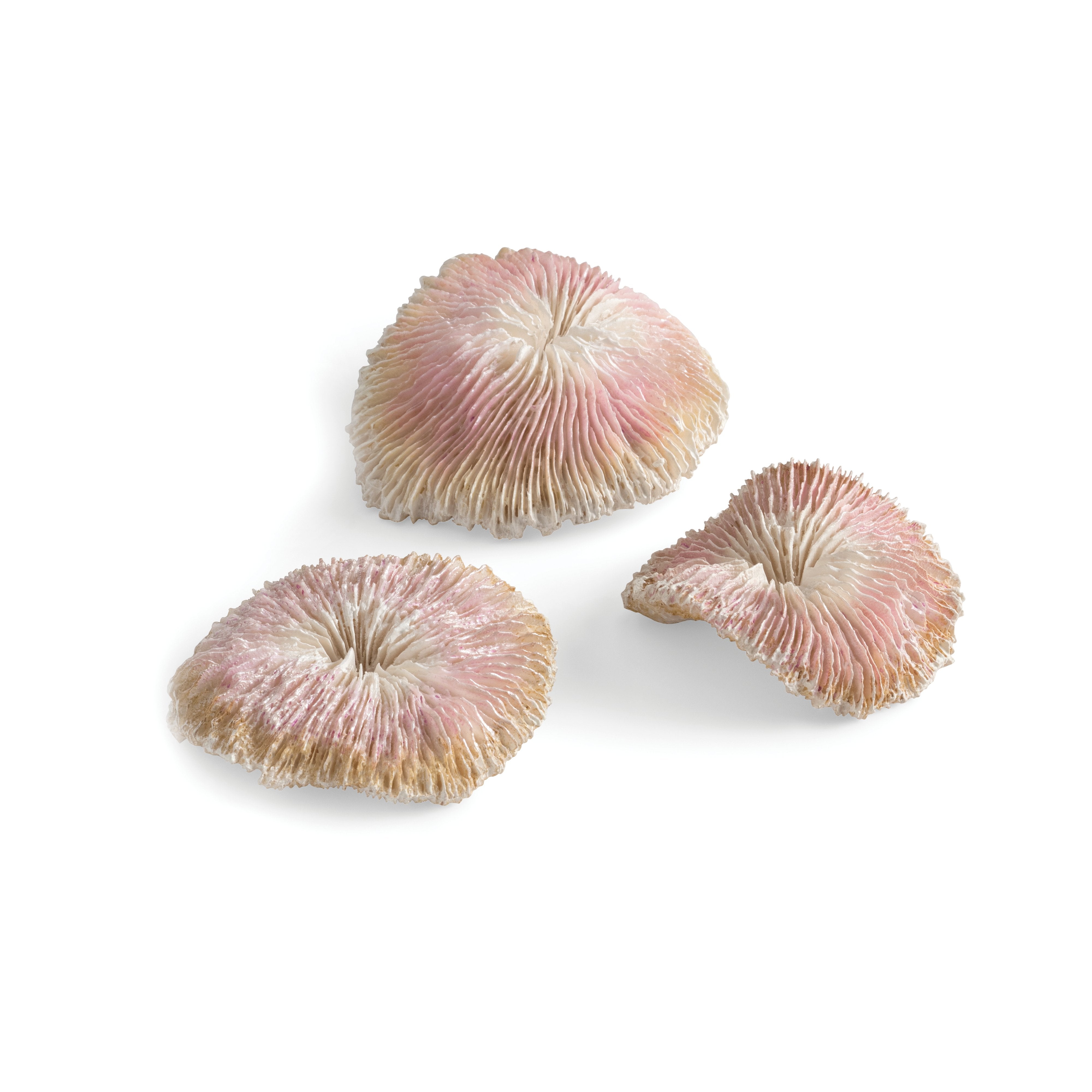 biOrb Aquarium Seychelles Plate Coral Set of 3