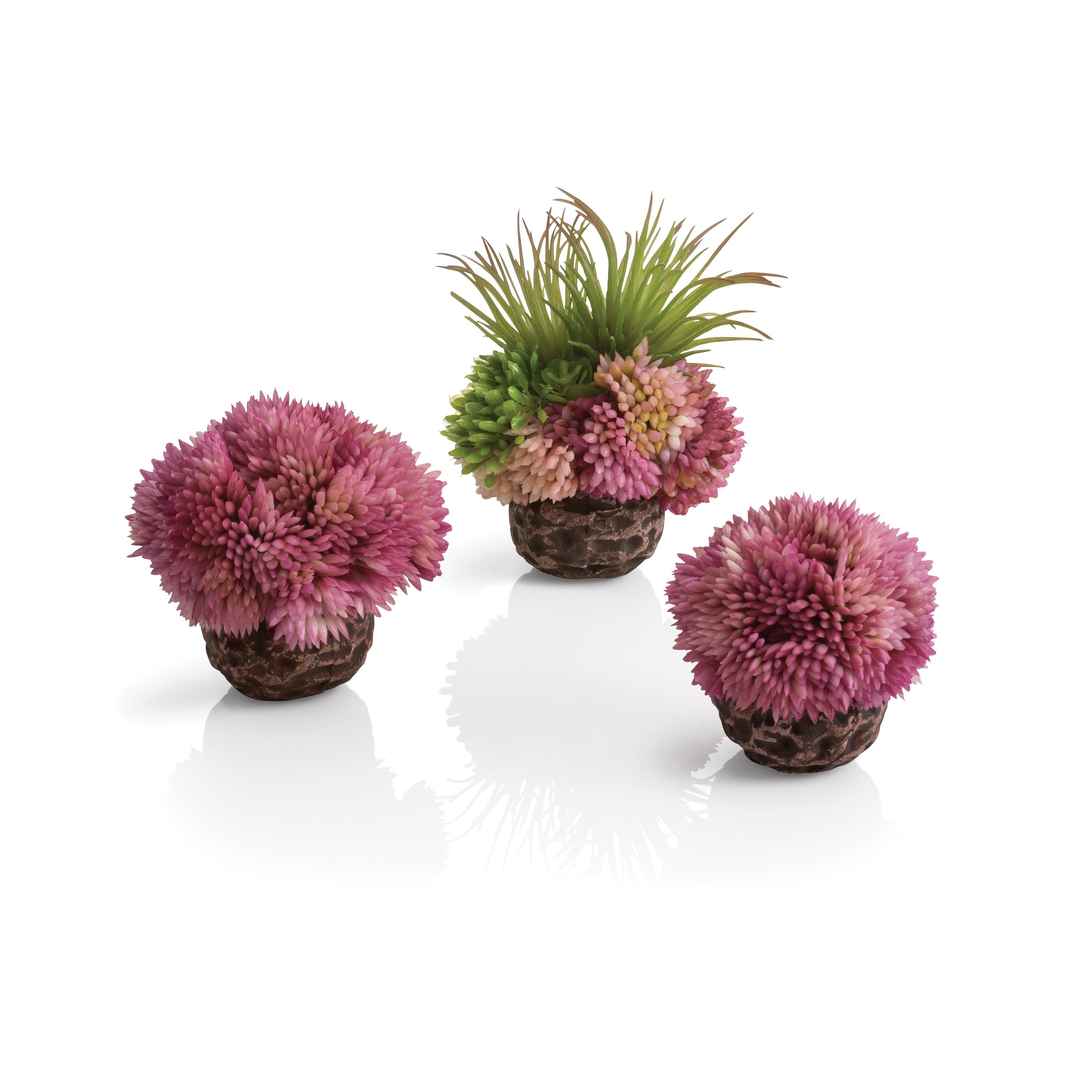 Coral Ball Set available in Purple