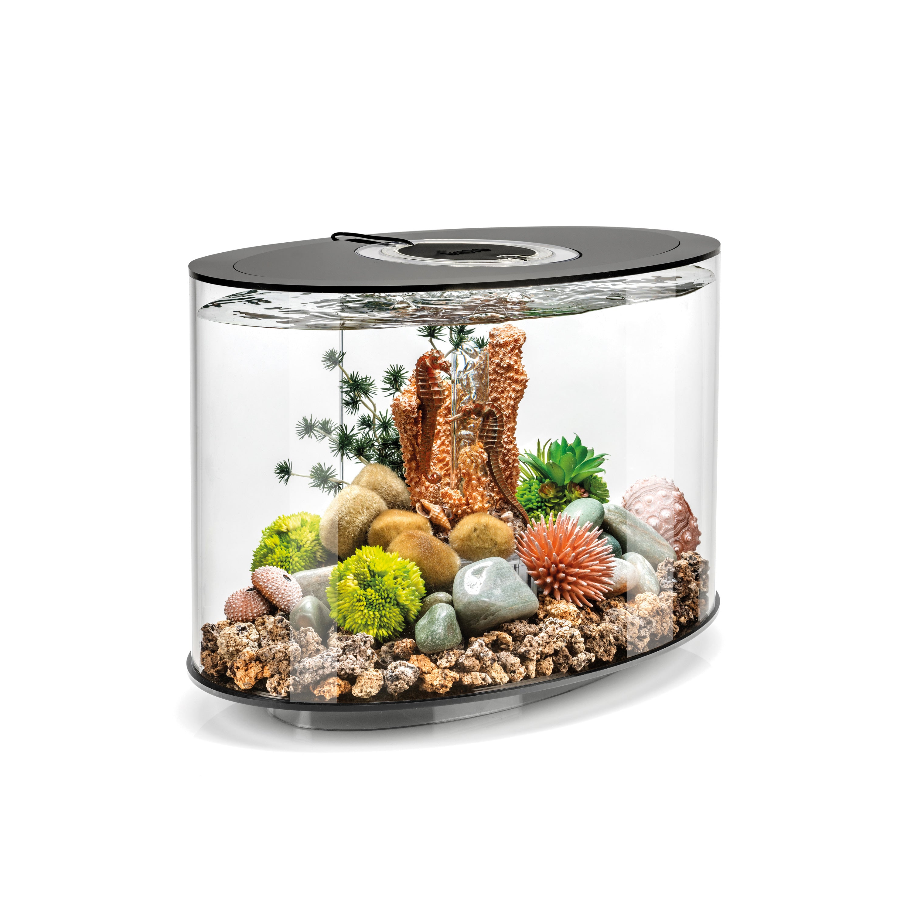 LOOP 15 Aquarium with Standard Light - 4 gallon available in Black